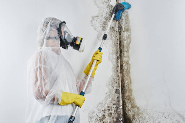 Best Commercial Mold Removal  in Skippers Corner, NC
