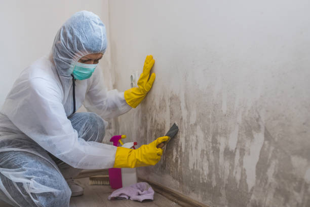 Best Residential Mold Removal  in Skippers Corner, NC