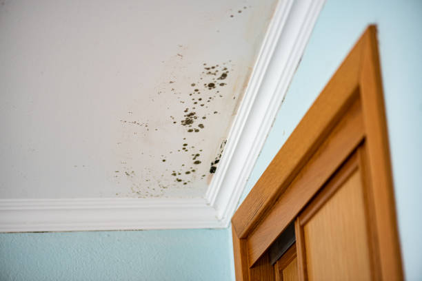 Best Crawl Space Mold Removal  in Skippers Corner, NC