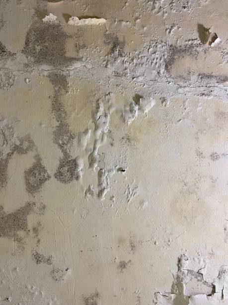 Best Mold Cleaning Services  in Skippers Corner, NC