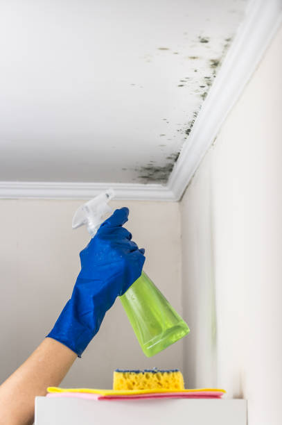 Best Attic Mold Removal  in Skippers Corner, NC
