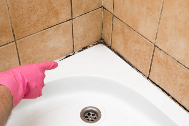 Best Best Mold Removal Companies  in Skippers Corner, NC
